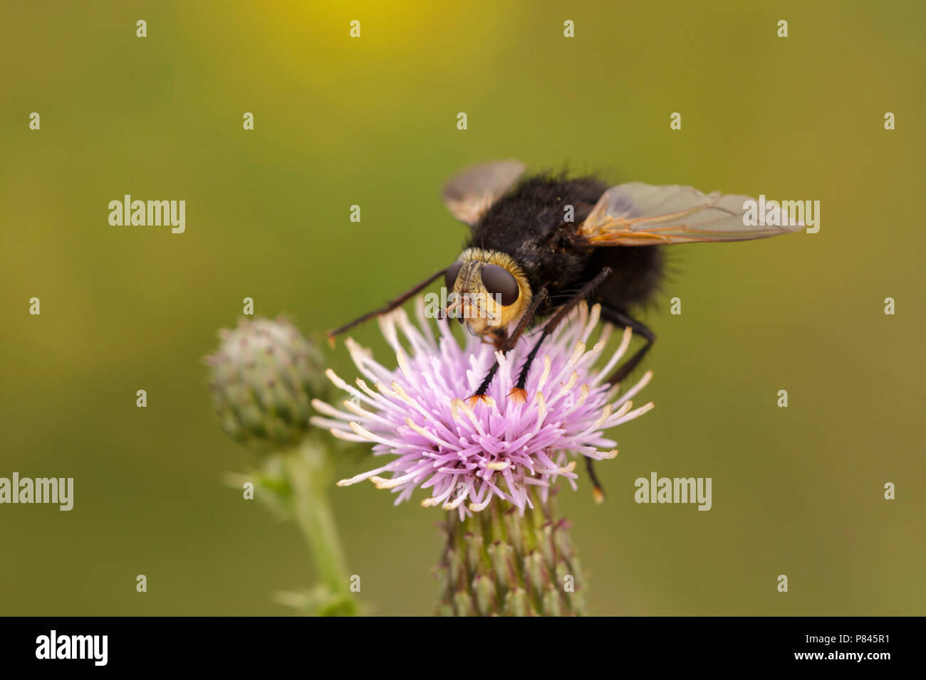 Giant tachinid tachina grossa hi-res stock photography and images - Alamy