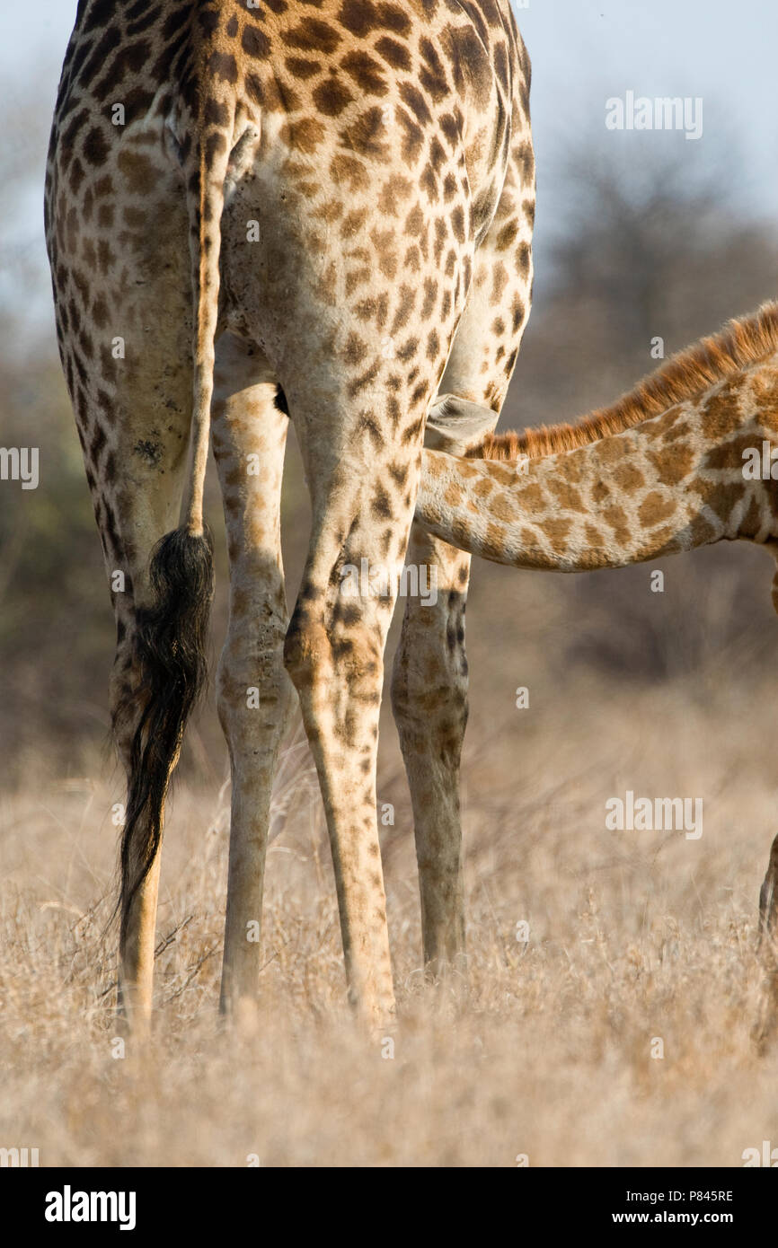 Zogende Giraffe; Drinking young Giraffe Stock Photo