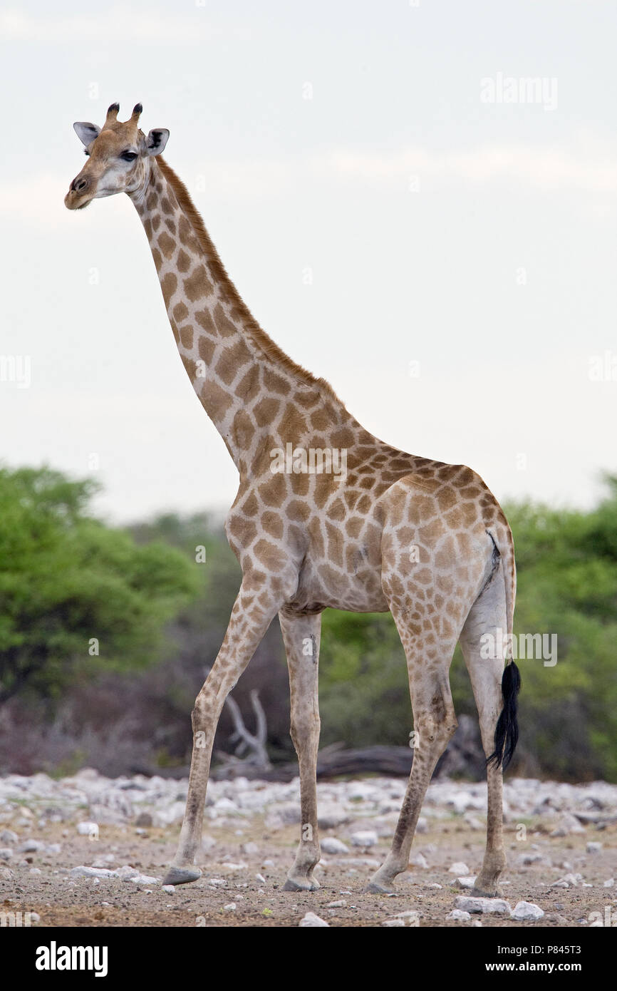 jurk Maak avondeten G Giraf High Resolution Stock Photography and Images - Alamy