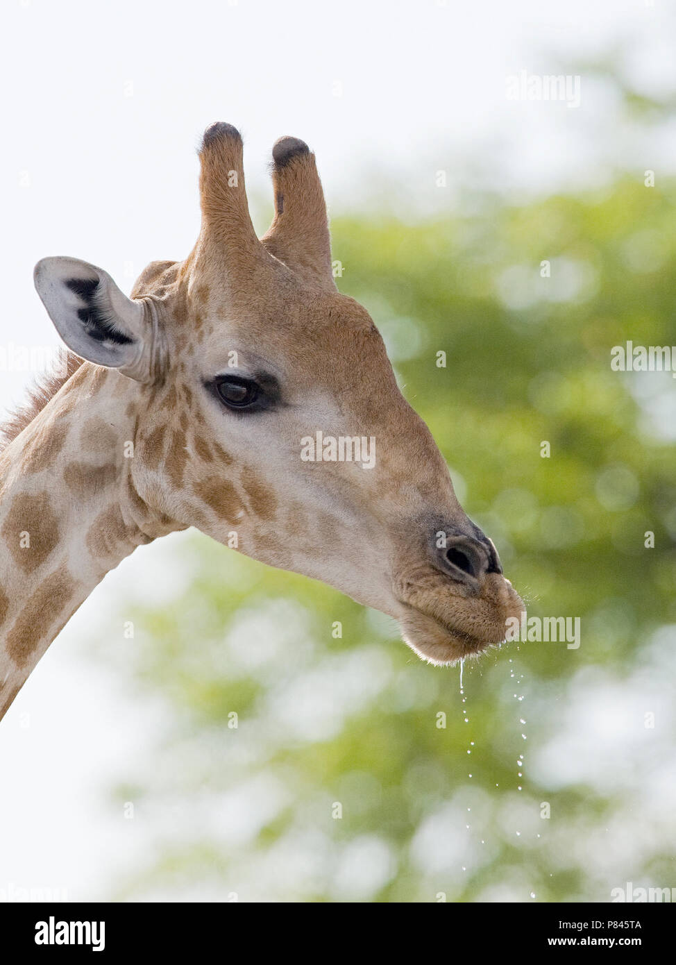 Giraf closeup van kop Namibie, Giraffe close-up of head Namibia Stock Photo