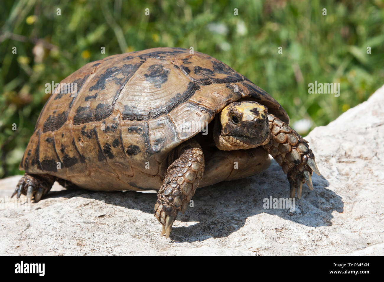 Moorse landschildpad hi-res stock photography and images - Alamy