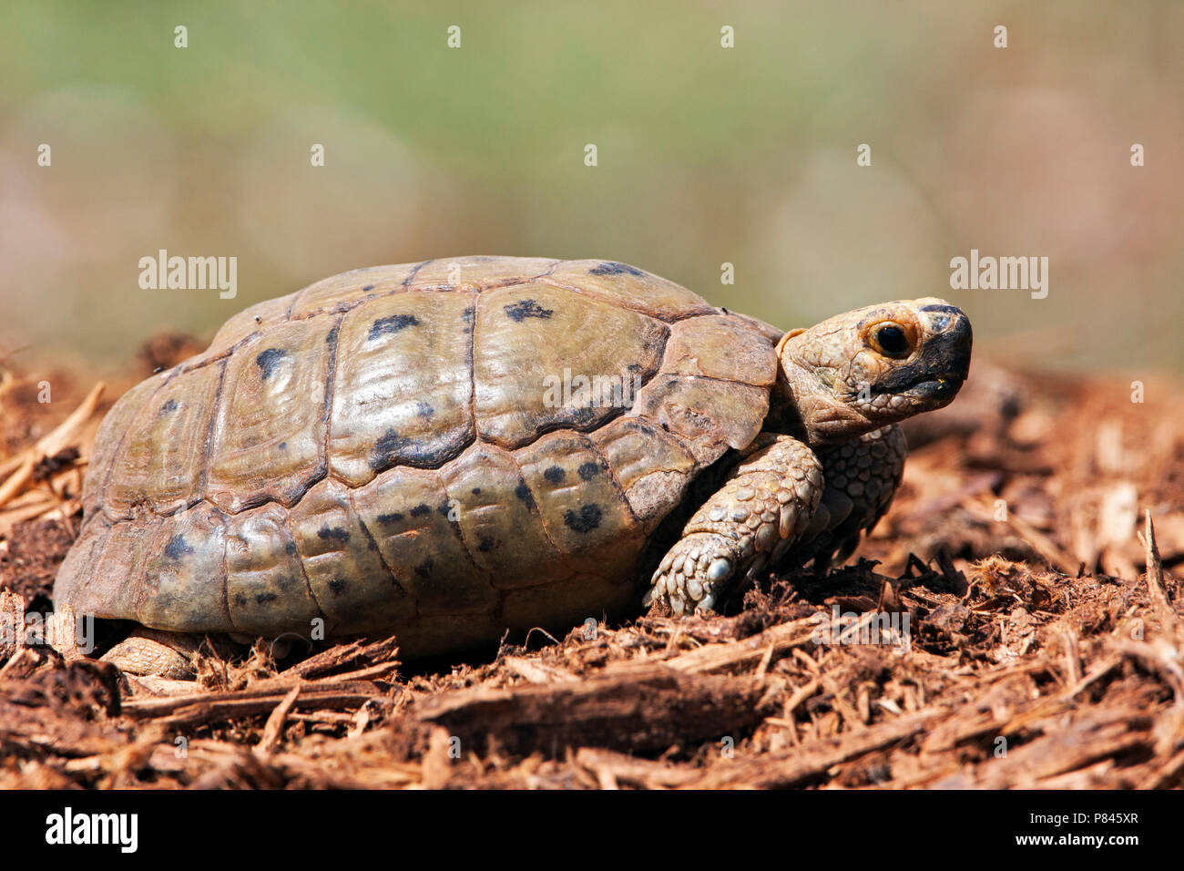 Gouden Moorse landschildpad; Golden Greek Tortoise Stock Photo - Alamy