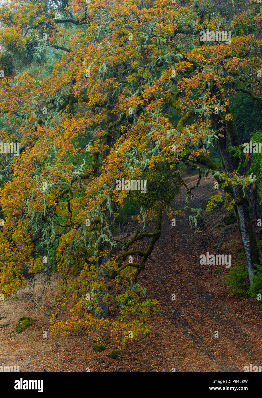 Ranch Road, Valley Oak, Quercus lobata, Acorn Ranch, Yorkville, Mendocino County, California Stock Photo