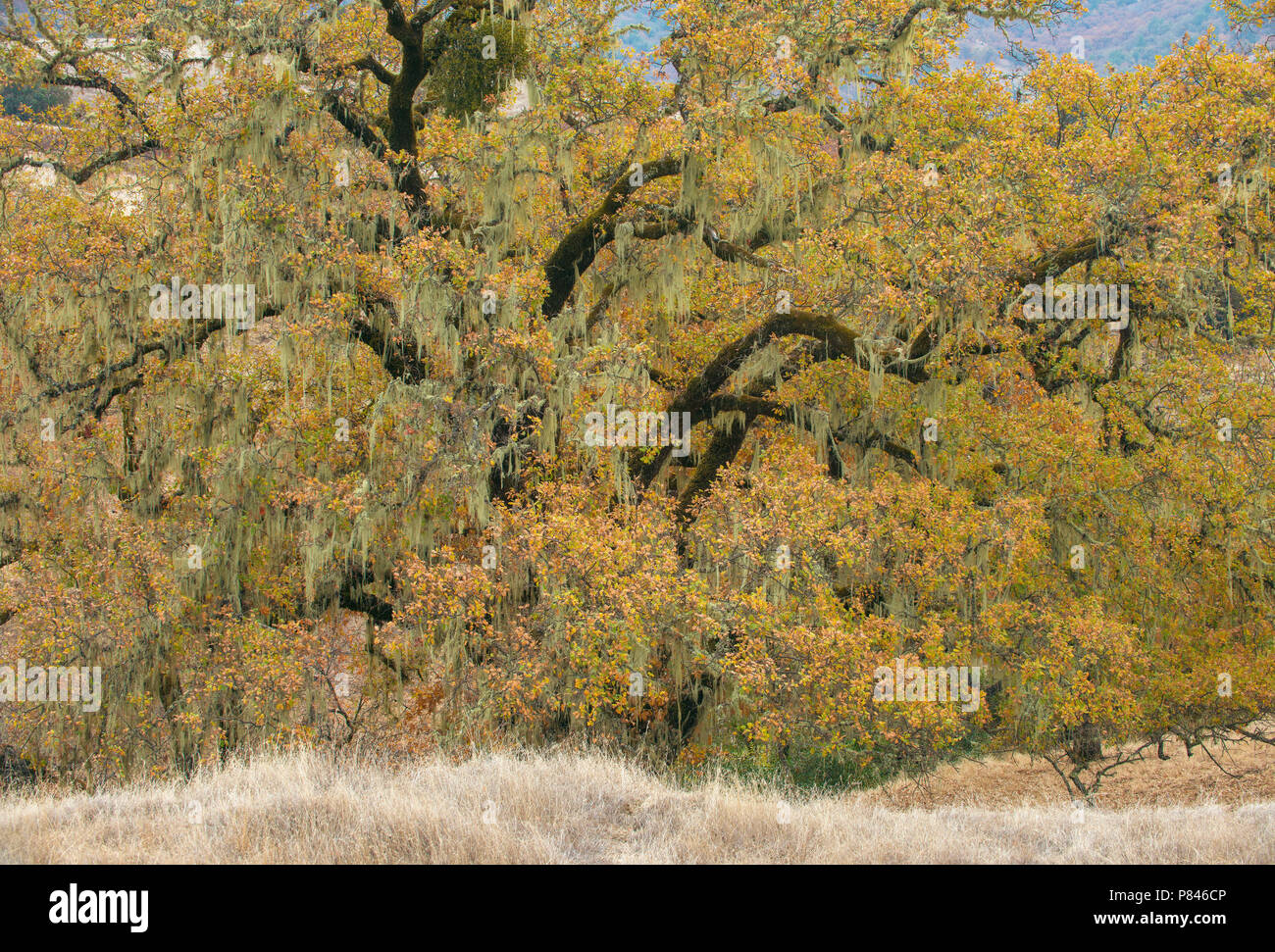 Valley Oaks, Quercus lobata, Acorn Ranch, Yorkville, Mendocino County, California Stock Photo