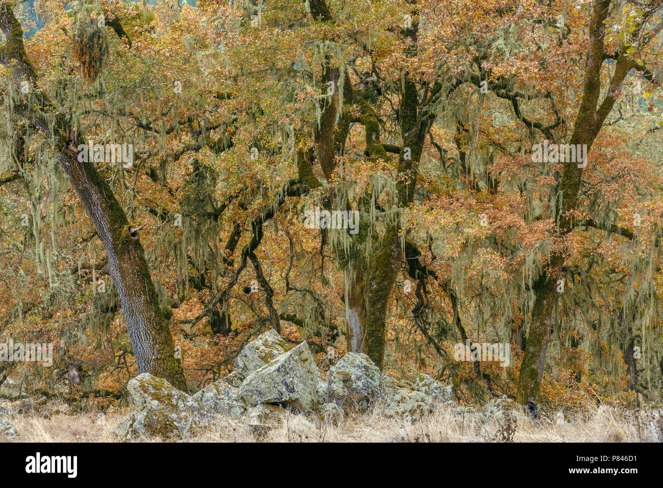 Valley Oaks, Quercus lobata, Acorn Ranch, Yorkville, Mendocino County