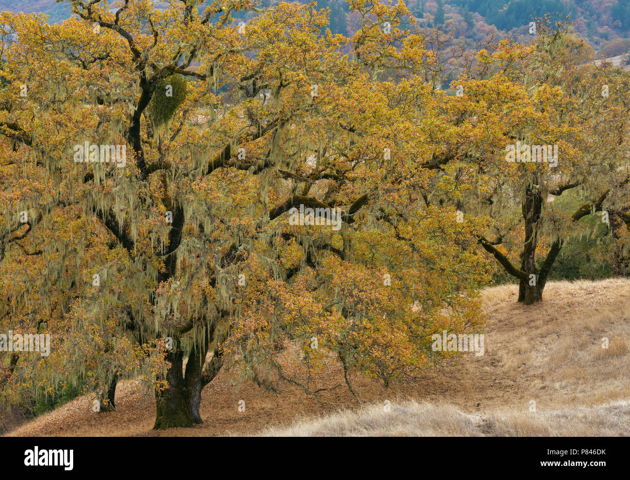Valley Oaks, Quercus lobata, Acorn Ranch, Yorkville Highlands, Mendocino County, California.psd Stock Photo