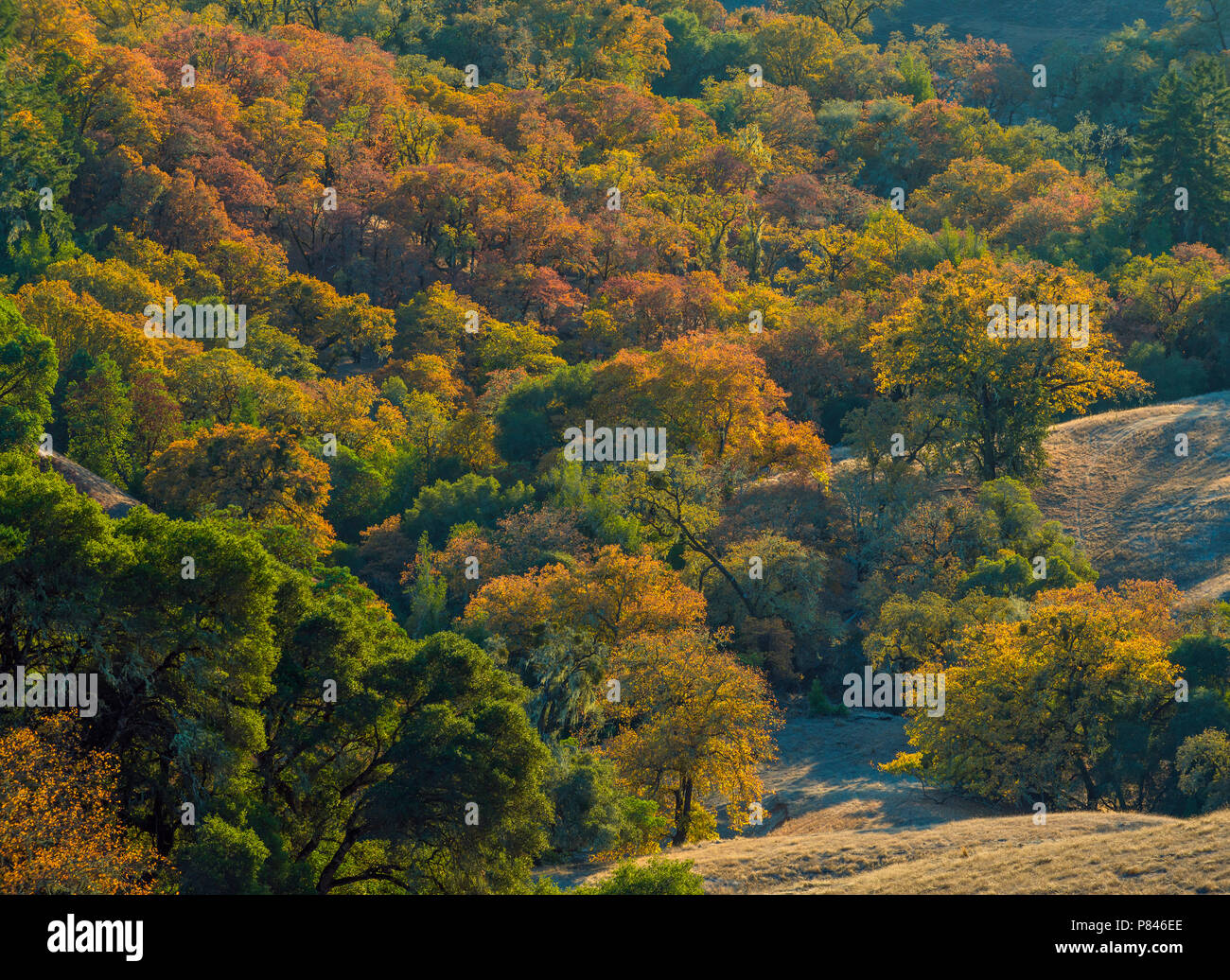 Valley Oaks, Quercus lobata, Yorkville Highlands, Mendocino County
