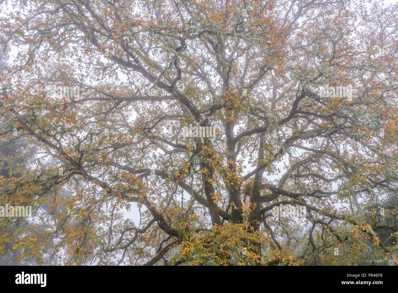 Morning Fog, Valley Oak, Quercus lobata, Acorn Ranch, Yorkville, Mendocino County, California Stock Photo