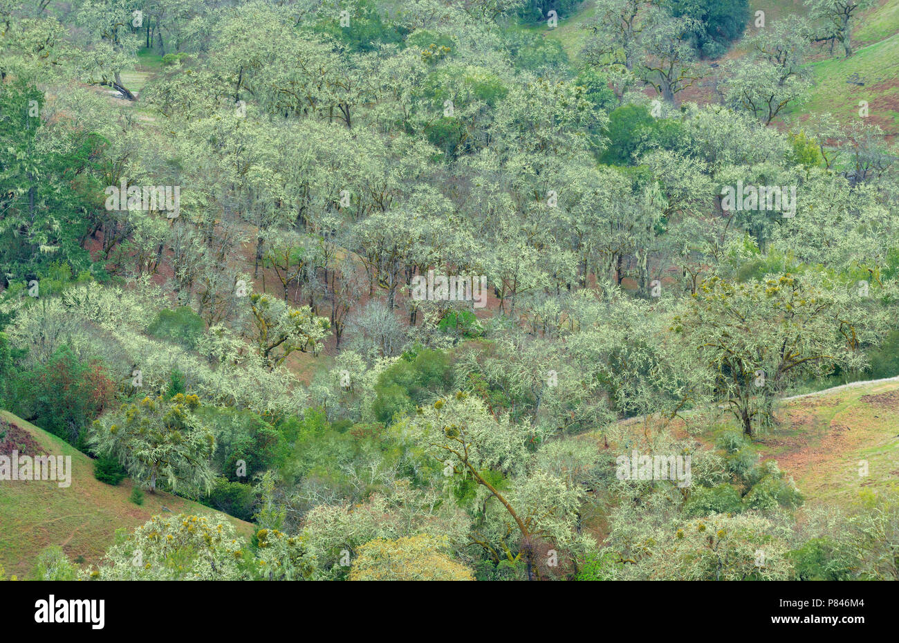 Valley Oaks, Quercus lobata, Acorn Ranch, Yorkville Highlands, Mendocino County, California Stock Photo