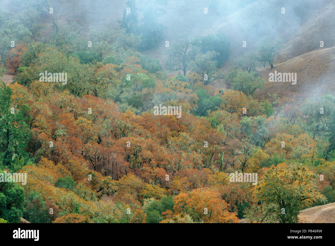 Autumn, Valley Oaks, Quercus Lobata, Yorkville Highlands, Mendocino County, California Stock Photo