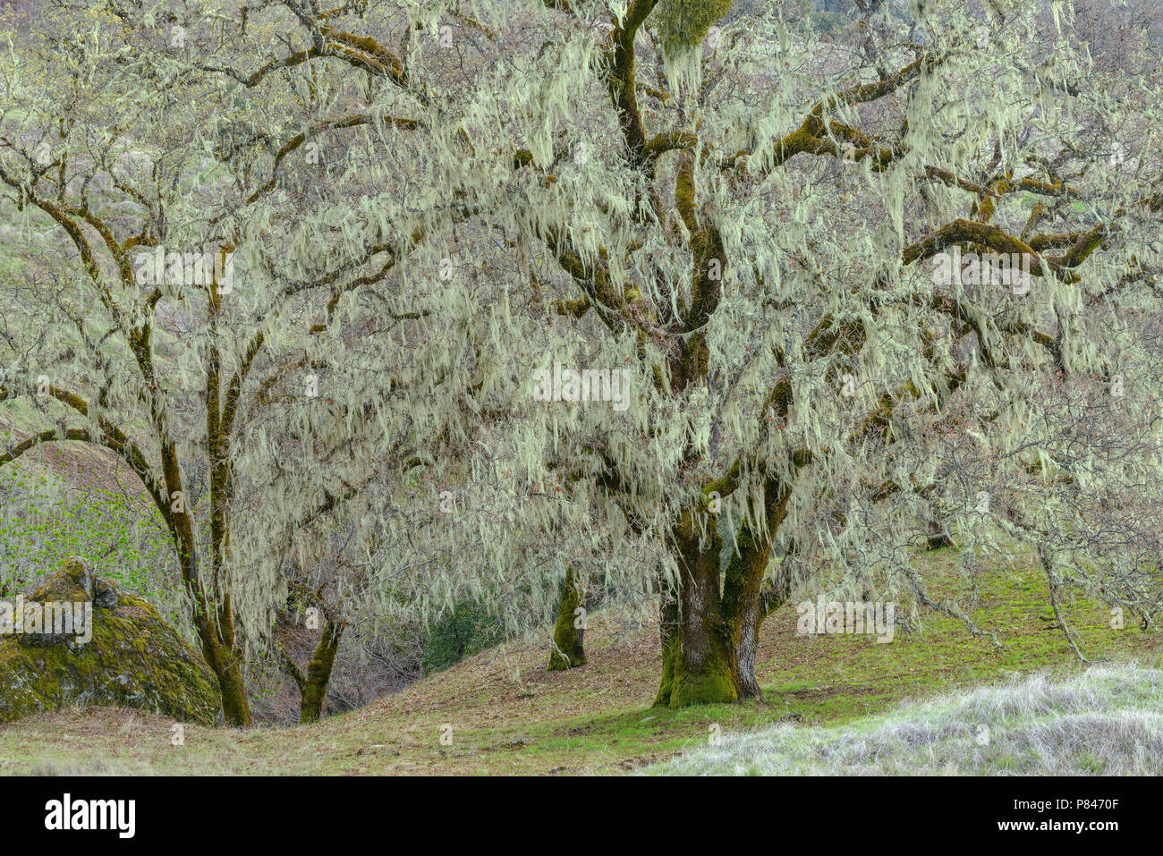Valley Oaks, Quercus lobata, Yorkville, Mendocino County, California Stock Photo