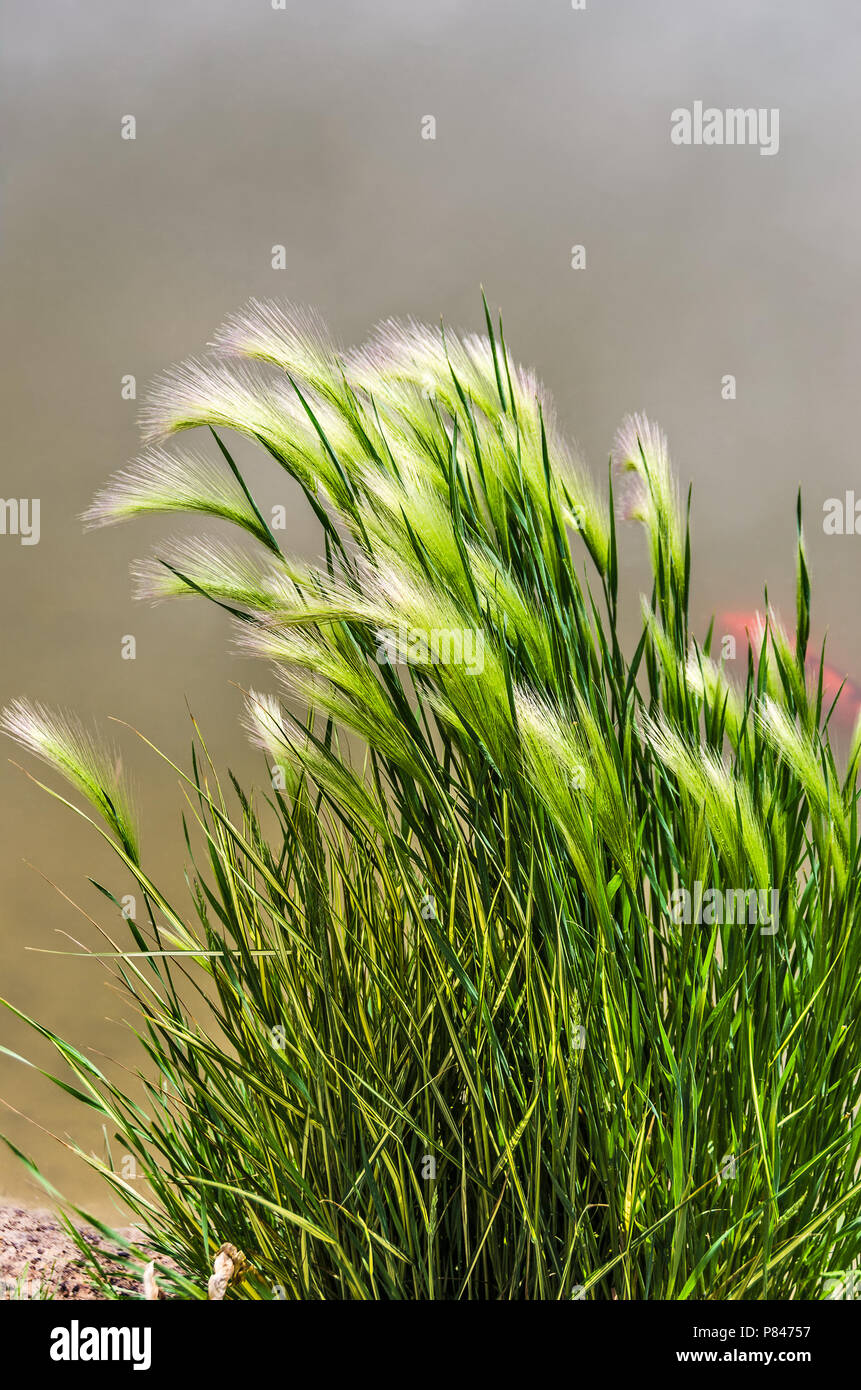 Eldorado Feather Reed Grass (Calamagrostis acutiflora) Eldorado with a poi fish in the background Stock Photo