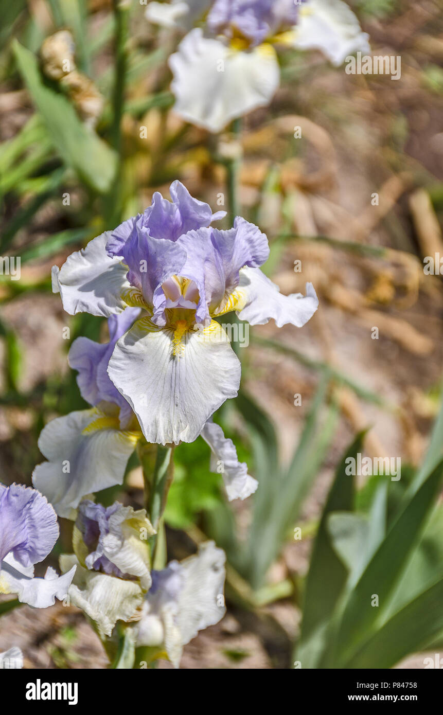 Light purple and white Iris germanica in full bloom with sunlight Stock Photo