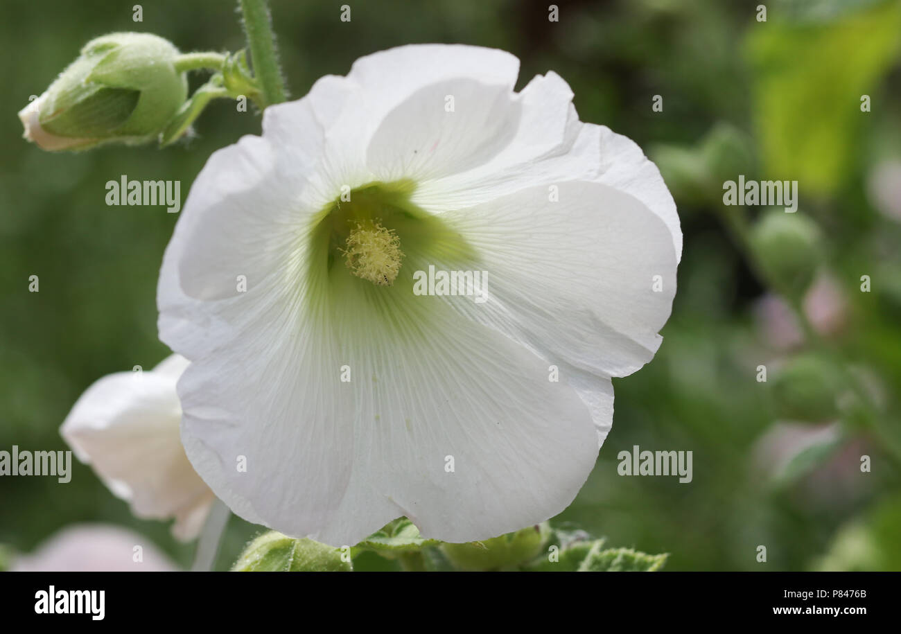A pretty white Hollyhock flower growing in a country garden in the UK. Stock Photo