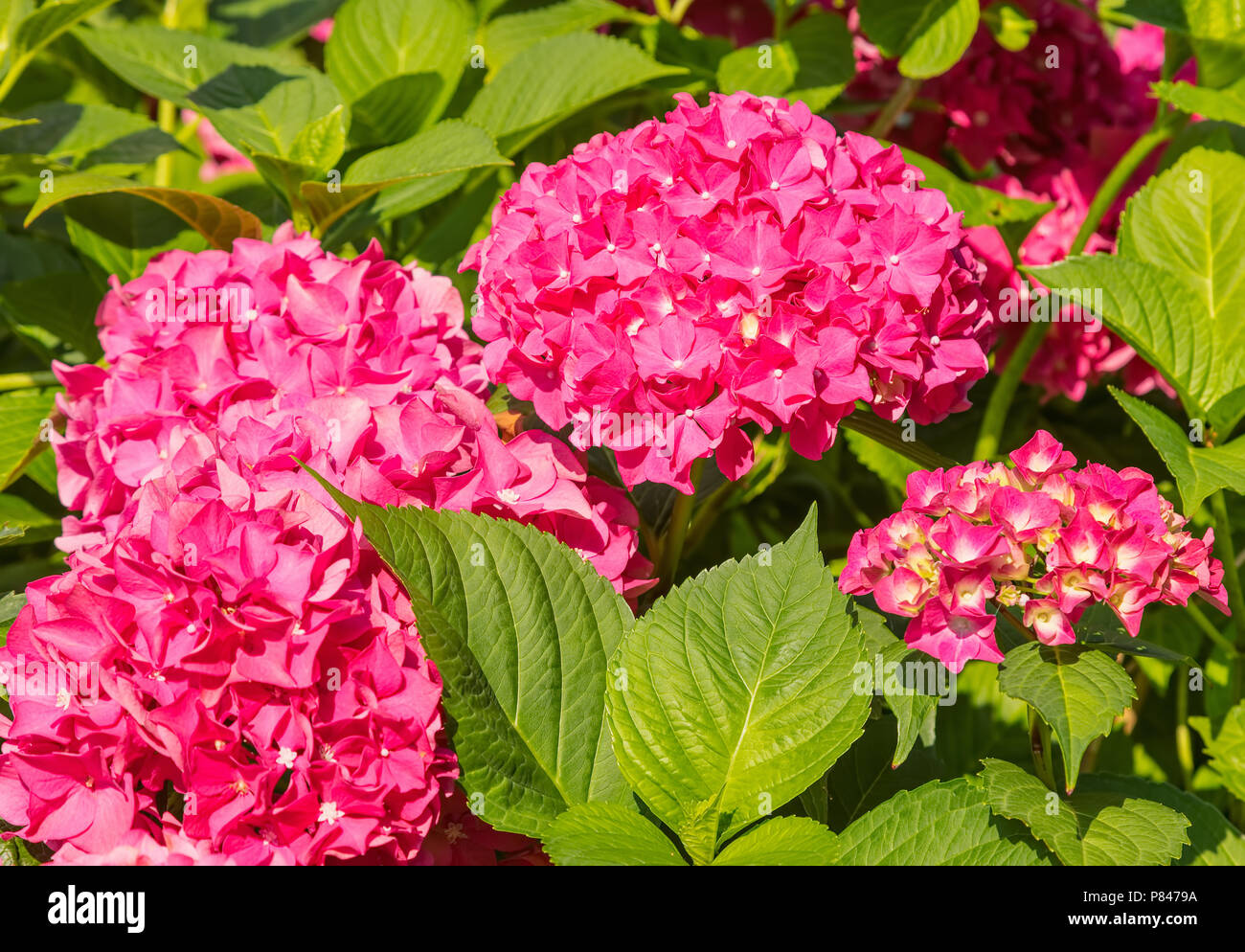 Hydrangea leaves and flowers, focus on the foreground. Stock Photo