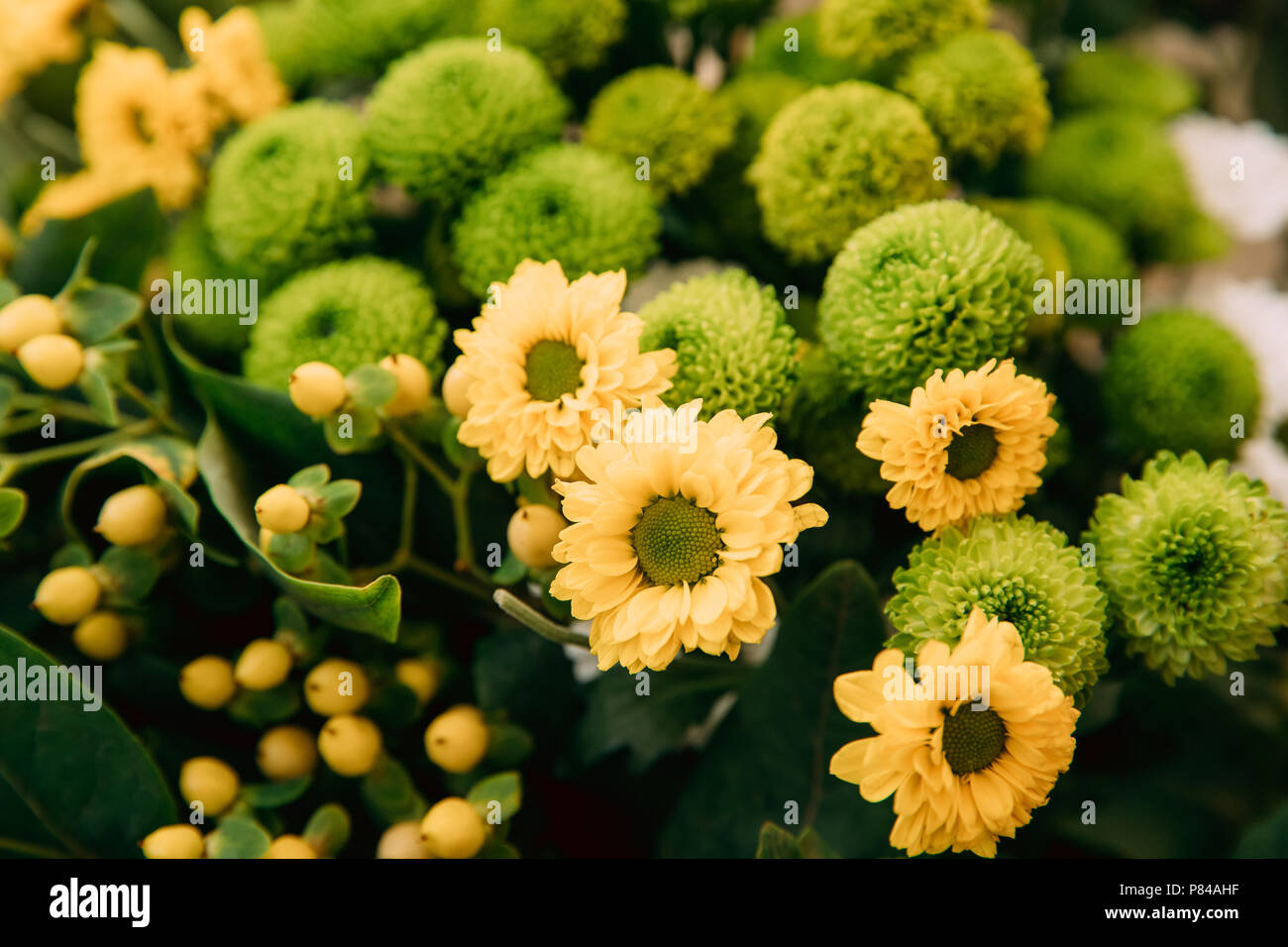 Green chrysanthemums hires stock photography and images Alamy