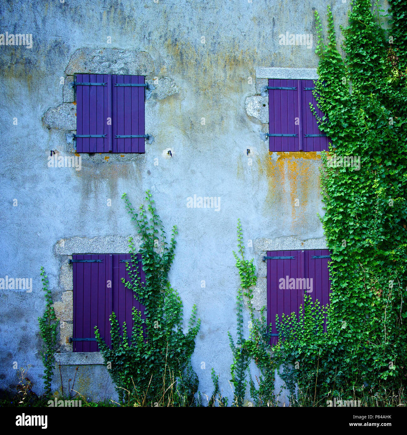 Vines growing on a shuttered building. France Stock Photo