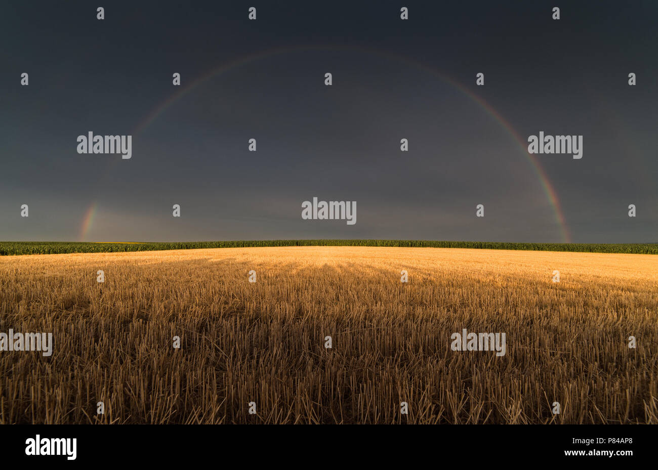 Wheat fields after rain with rainbow behind Stock Photo - Alamy