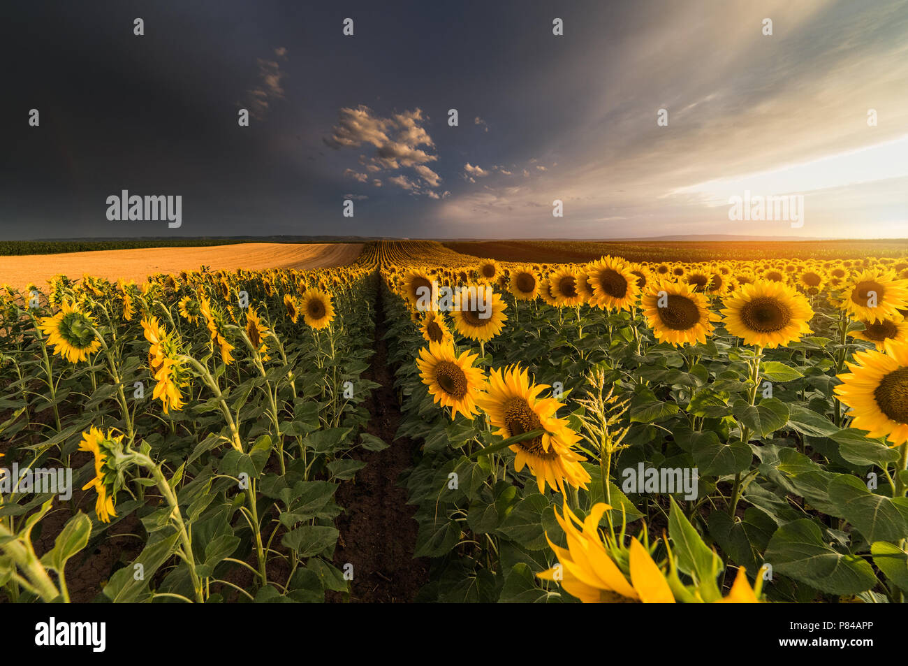 Field of sunflowers in warm sunny summer day Stock Photo - Alamy