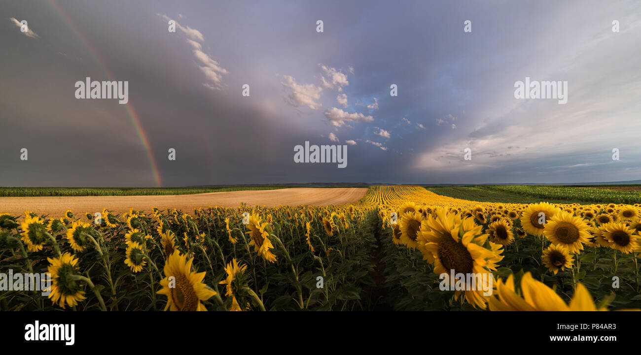 Field of sunflowers in warm sunny summer day Stock Photo - Alamy