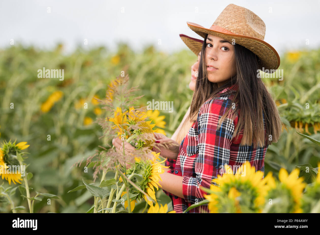 Beautiful and young farmer girl examining crop of sunflowers in field