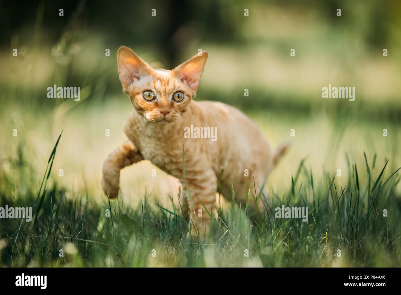 Curious Funny Young Red Ginger Devon Rex Kitten In Green Grass
