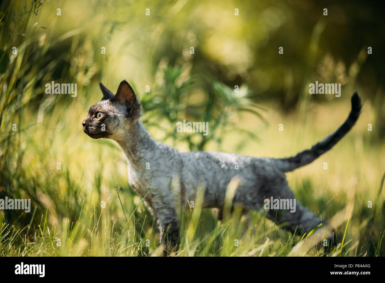 Funny Young Gray Devon Rex Kitten In Green Grass Short Haired Cat