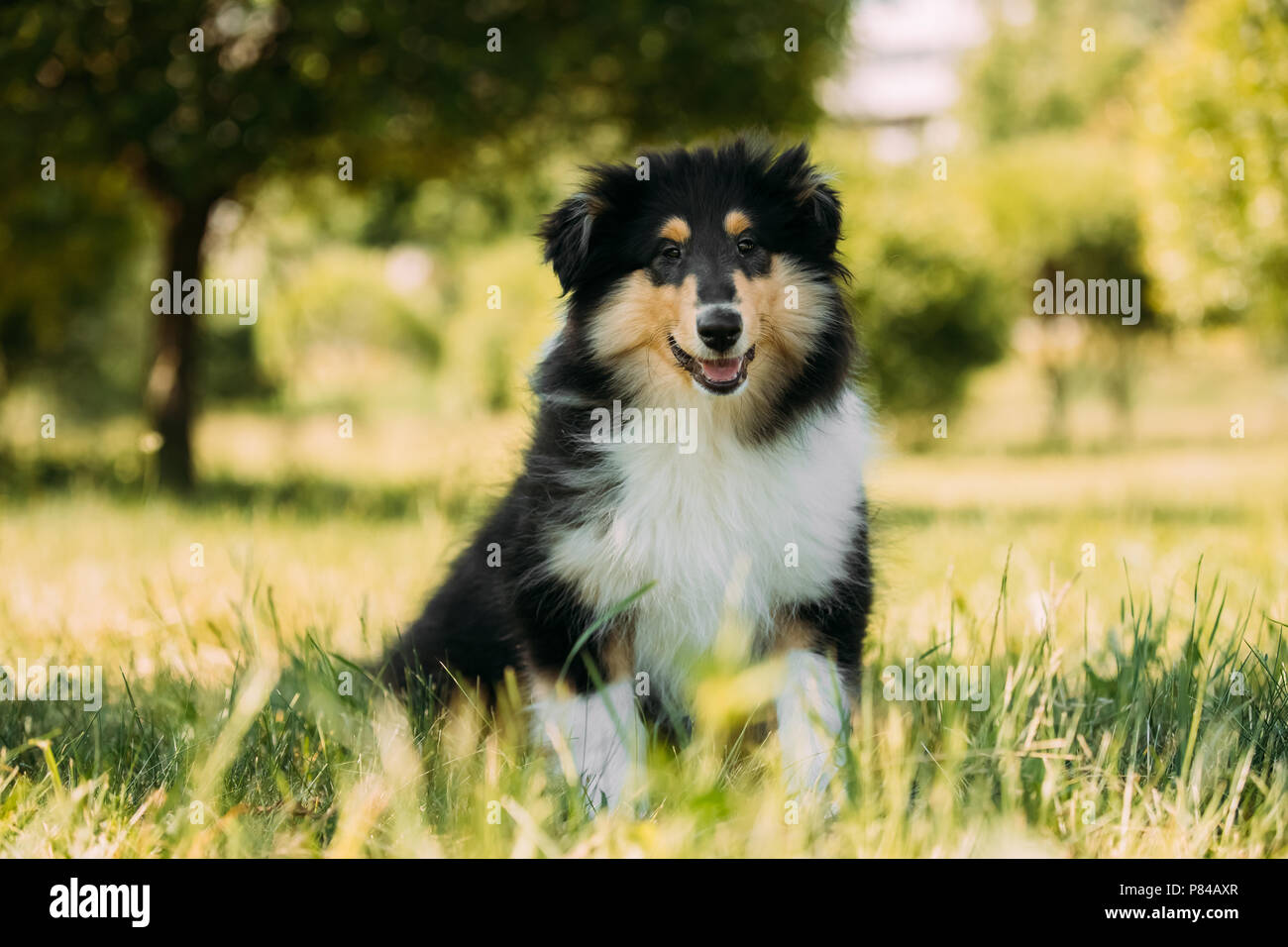 Tricolor Rough Collie, Funny Scottish Collie, Long-haired Collie, English  Collie, Lassie Dog Sitting Outdoors In Summer Day. Portrait - a Royalty  Free Stock Photo from Photocase