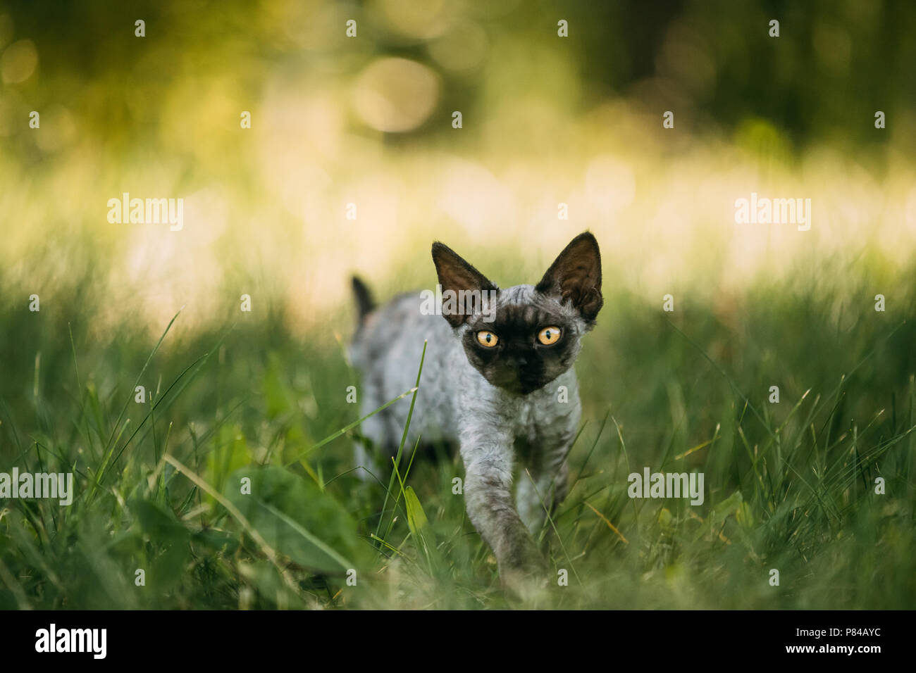 Funny Young Gray Devon Rex Kitten In Green Grass Short Haired Cat