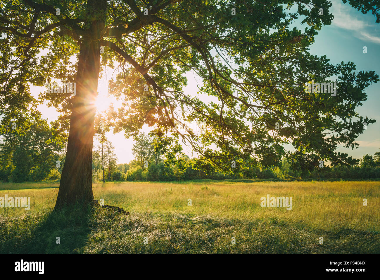 Summer Sunny Forest Trees And Green Grass. Nature Wood Sunlight ...