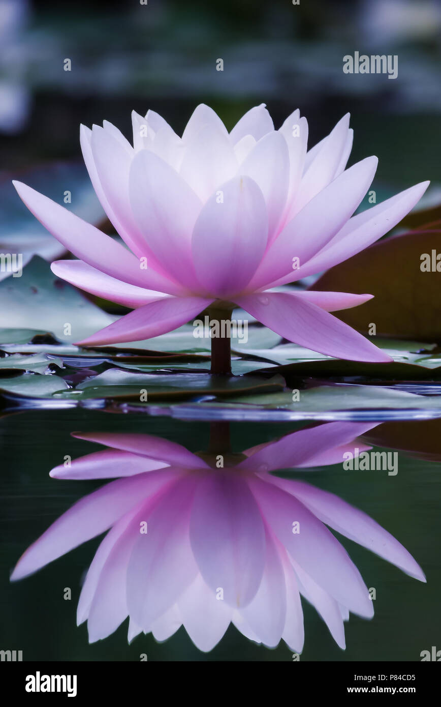 Water Lily in a Pond, Perfect Reflection, White and Pink, Tight Stock Photo