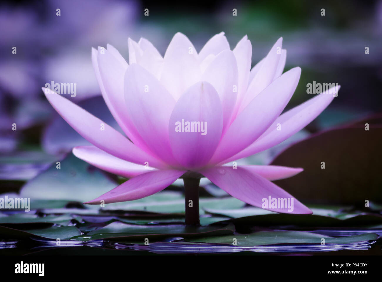 Water Lily in a Pond, White and Pink, Tight Stock Photo