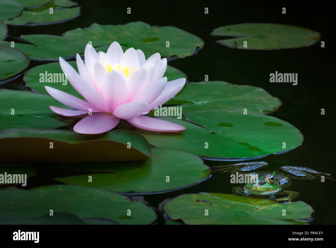 Stunning Water Lily and a Chilling Frog on a Petal, Springtime in a Pond Stock Photo