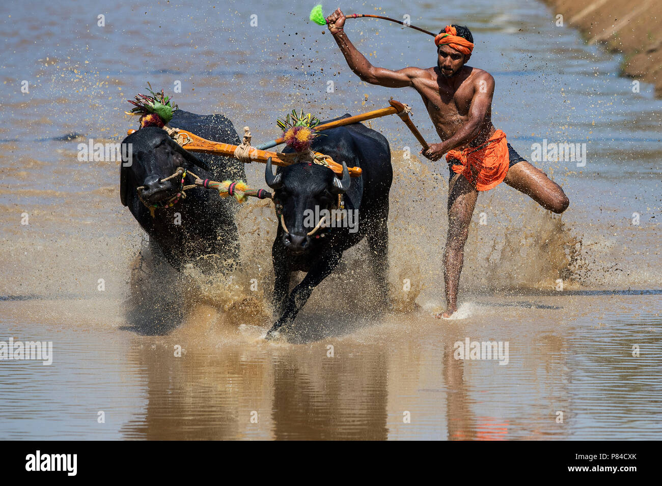 The image of Kambala festival buffalo race in Mangalore, India Stock Photo