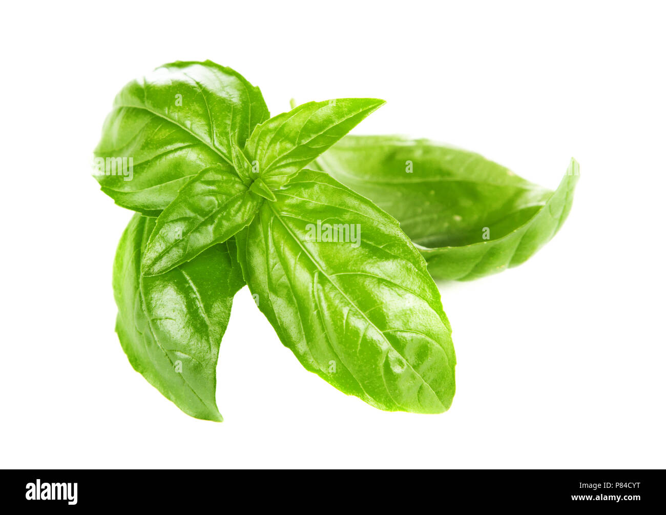 Fresh basil leaves Stock Photo Alamy