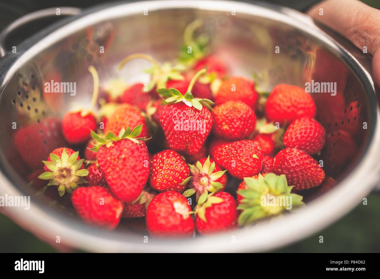 Female hands holding freshly picked strawberries Stock Photo - Alamy