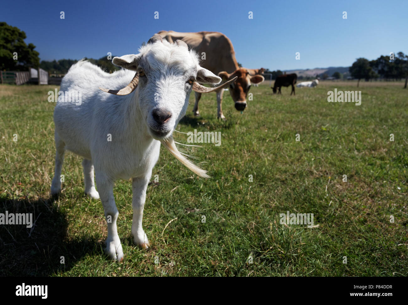 Curious goat and friend Stock Photo