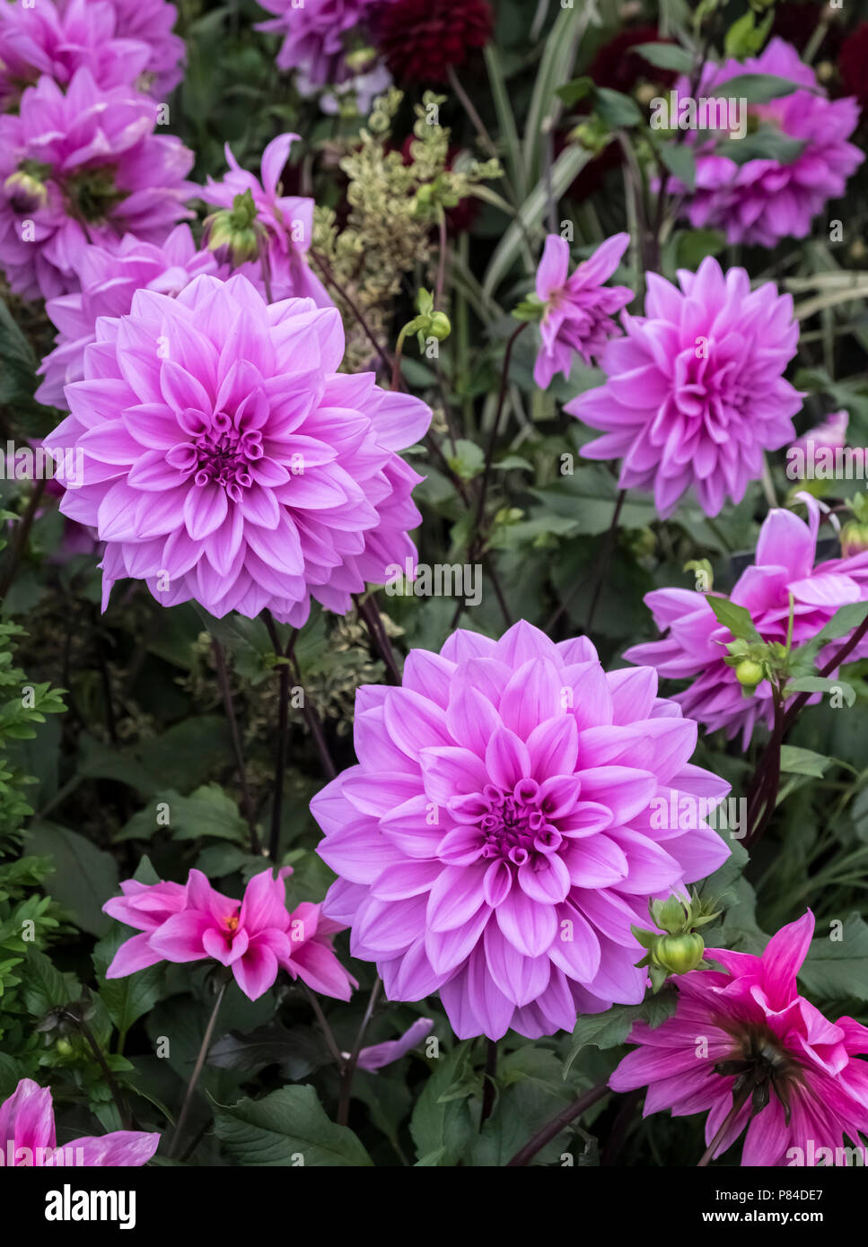 Dahlias purple hires stock photography and images Alamy
