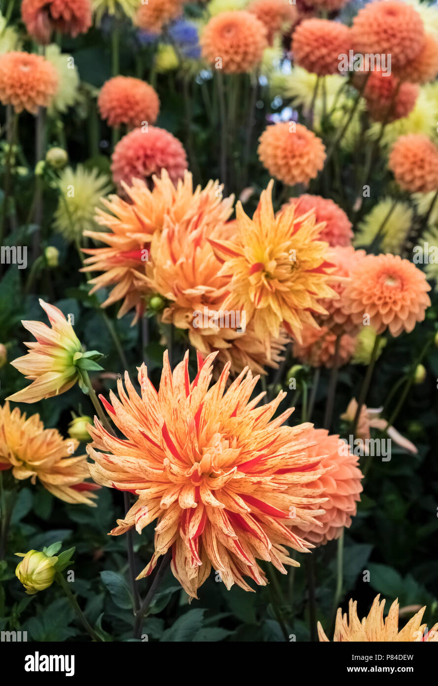 Spiky dahlia dahlias hi-res stock photography and images - Alamy