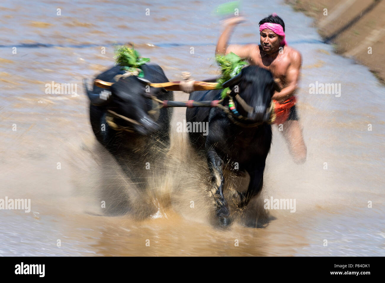The image of Kambala festival buffalo race in Mangalore, India Stock Photo