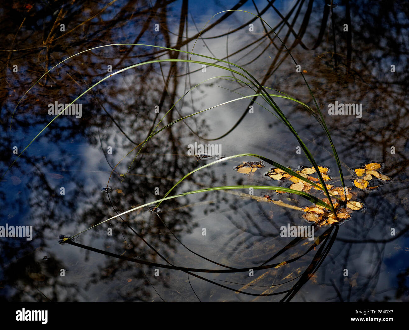 Beech leaves floating in a swamp in Nelson Lakes National Park Stock Photo