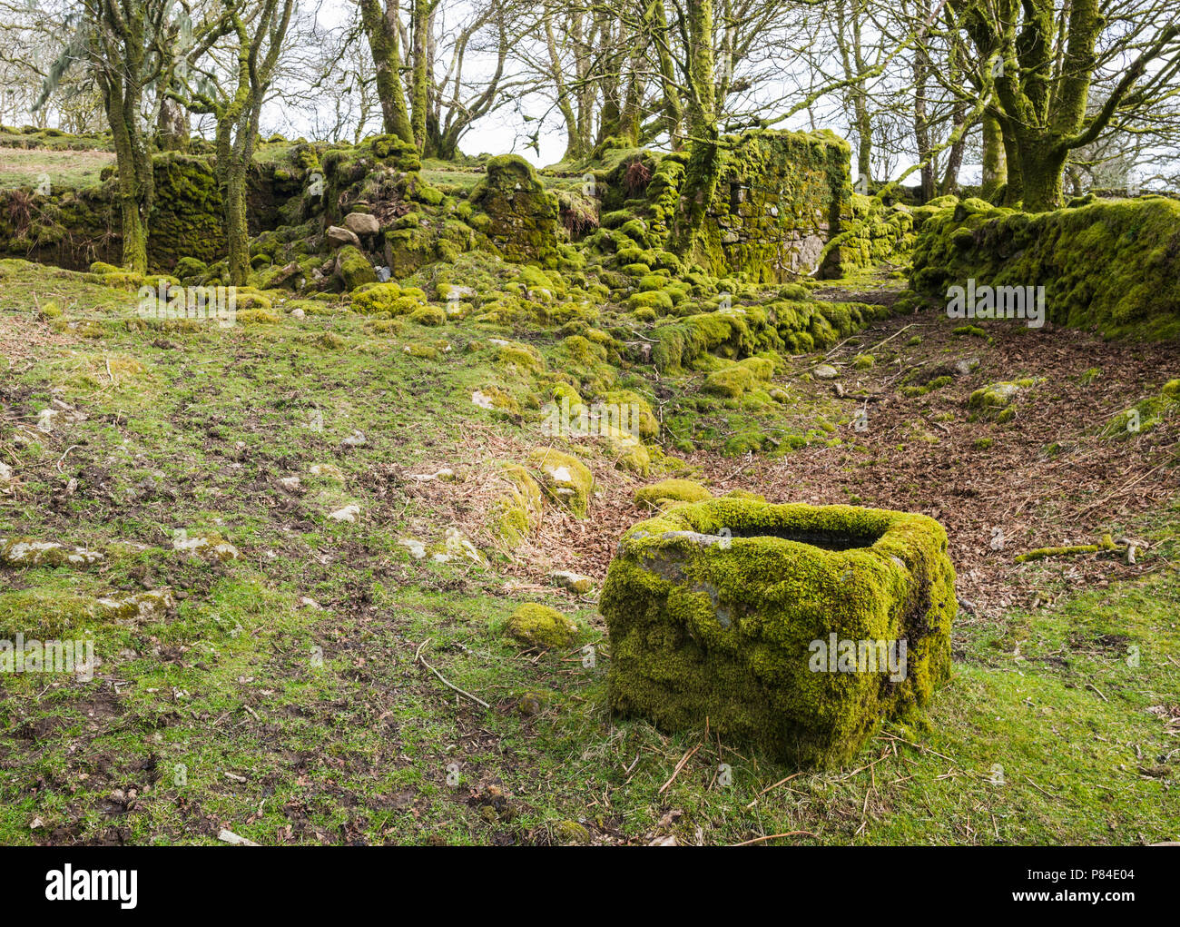The ruins of 19th century Deancombe Farm, which was closed when Burrator Reservoir was opened in 1898. Stock Photo