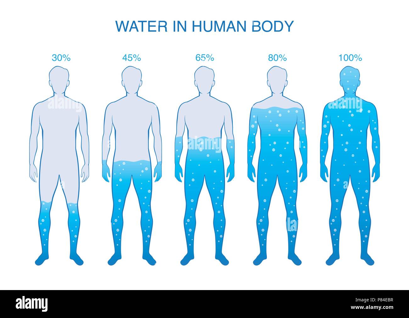 Difference percentage of water in the human body. Stock Vector