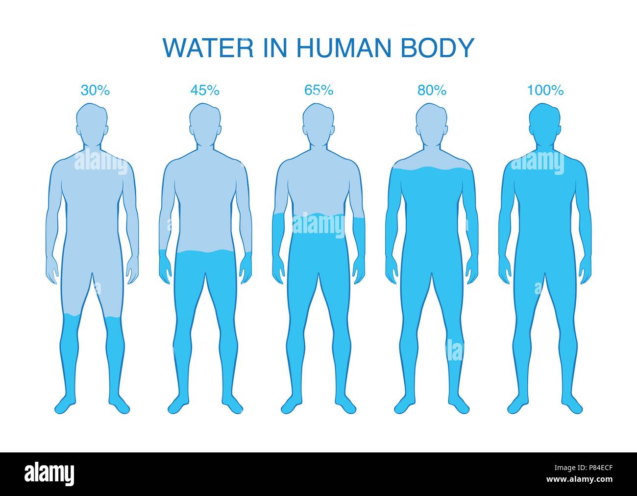 Difference percentage of water in the human body. Stock Vector