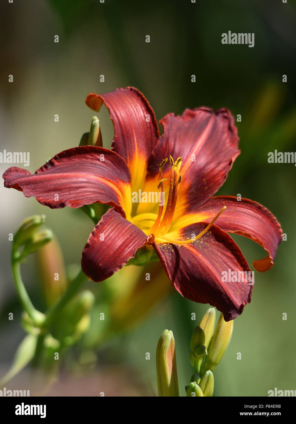 Dark red and yellow day lily flower Stock Photo