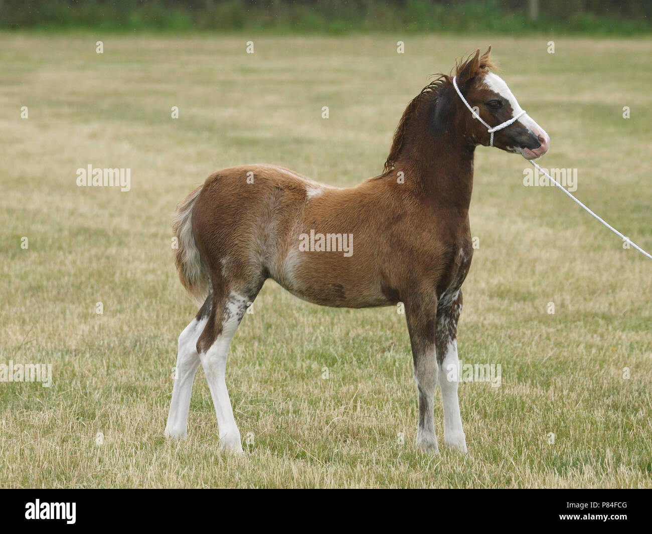 A cute welsh pony foal in a white halter stands at a show Stock Photo -  Alamy