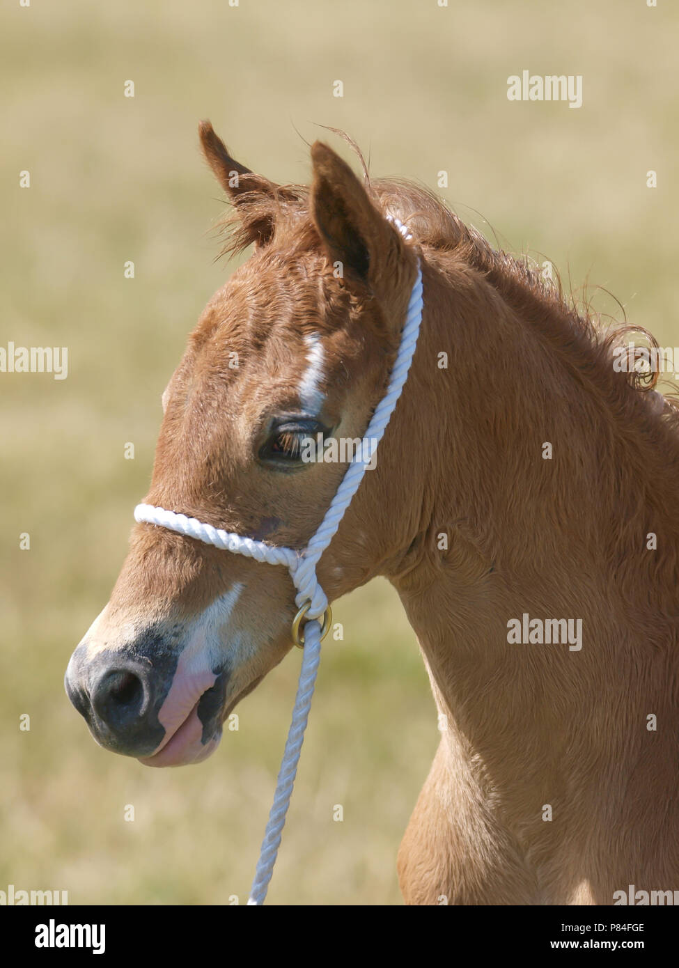 Welsh pony section chestnut foal hi-res stock photography and images ...