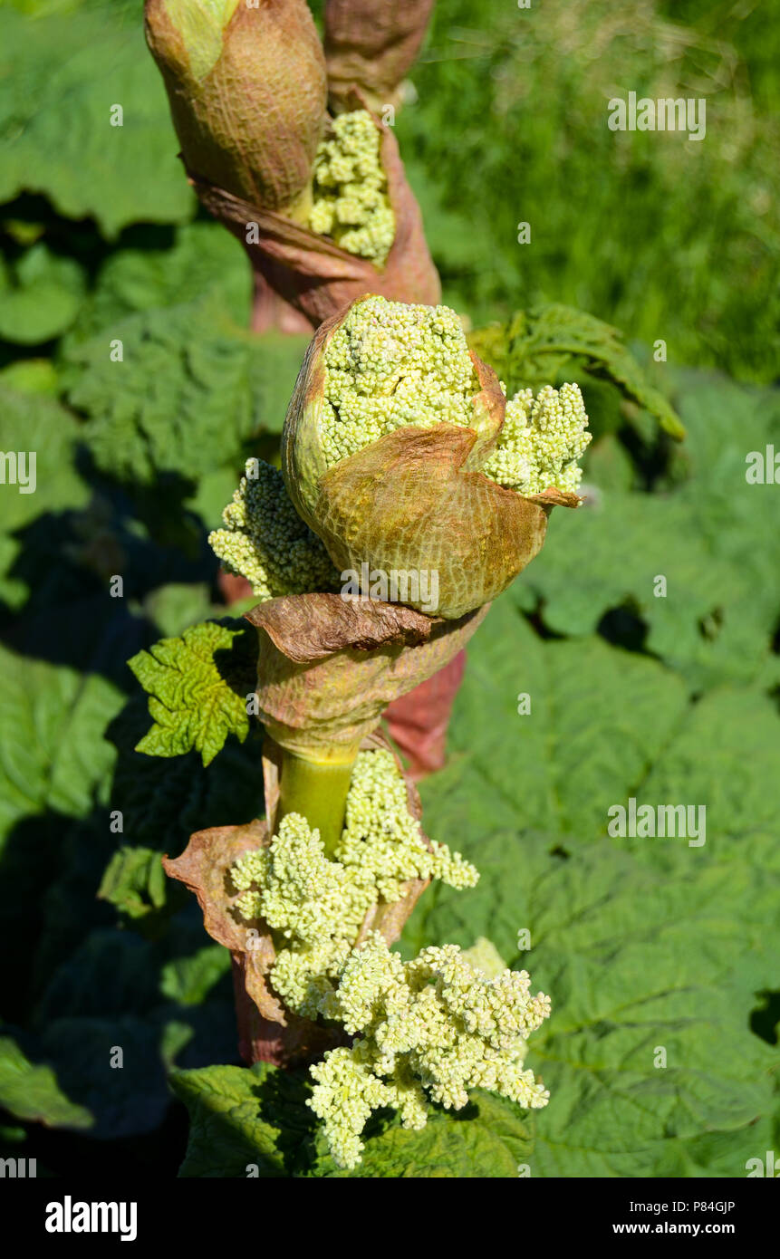 Young rhubarb flowers, Iceland Stock Photo