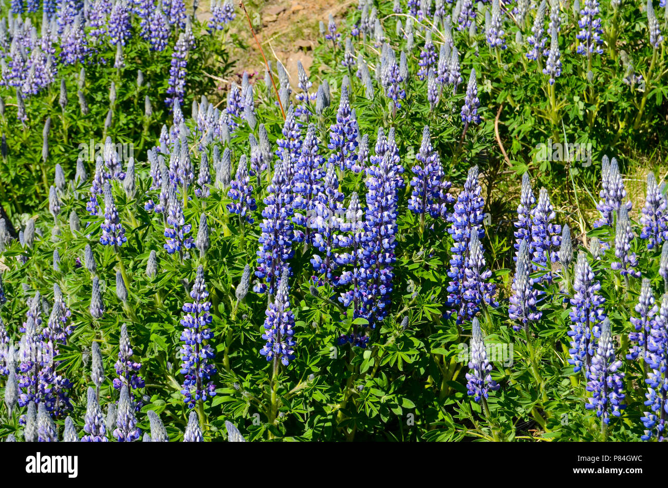 lupins in iceland Stock Photo