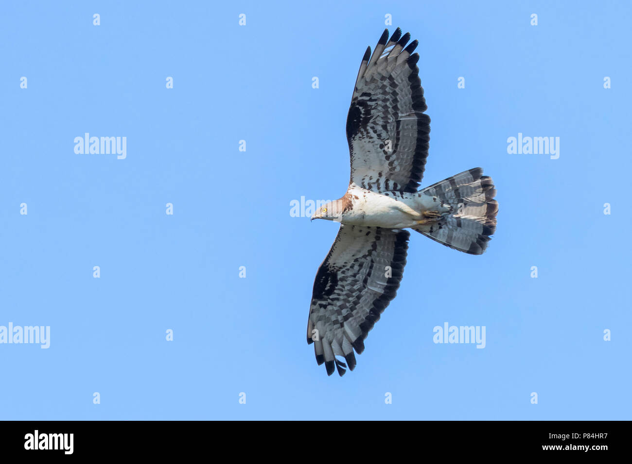 European Honey Buzzard (Pernis apivorus), afult male in flight Stock Photo